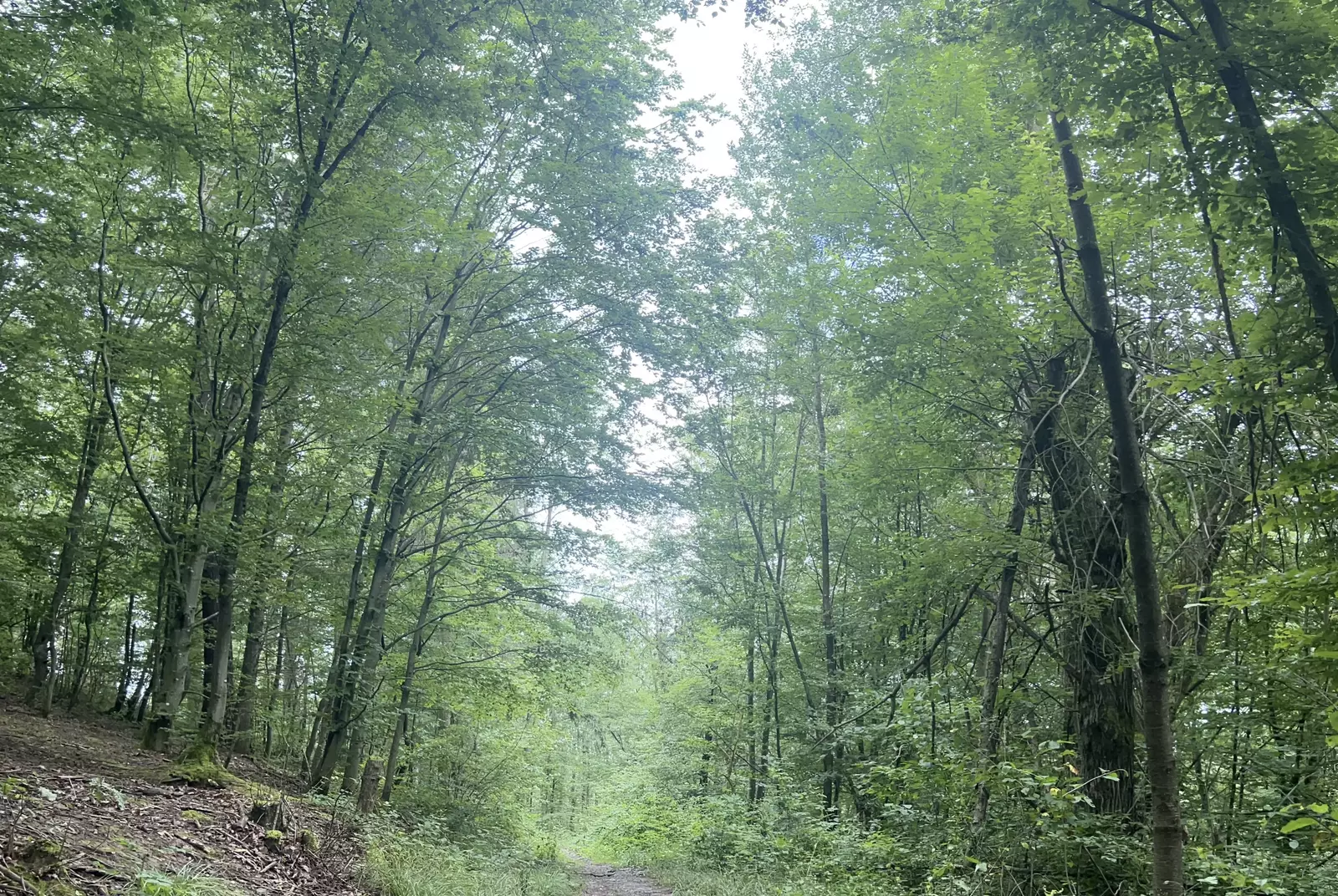 Hohe Bäume mitten im Wald