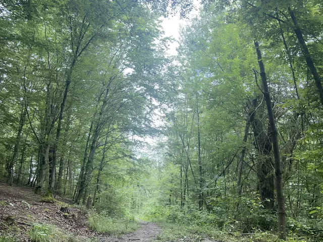 Hohe Bäume mitten im Wald